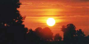 arbres_en_feu