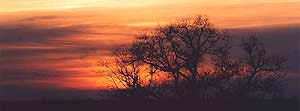 arbres_en_feu6