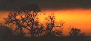 arbres_soleil