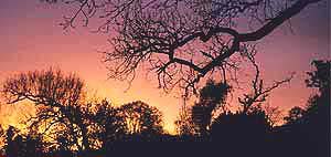 soleil_arbre3
