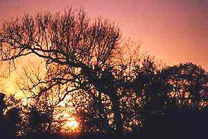 soleil_arbres
