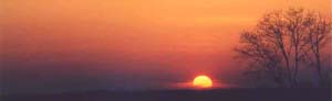 soleil_creme_arbre