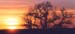 soleil_arbre