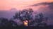 soleil_arbre2