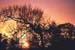 soleil_arbres