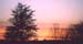 soleil_sapin