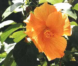 fleur_jaune