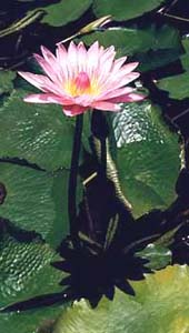 fleur_nenuphar
