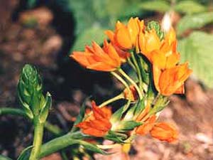fleur_orange