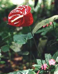 fleur_rouge