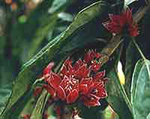 fleur_rouge2