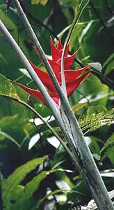 fleur_rouge4