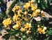 fleurs_jaunes2