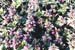 fleurs_mauves