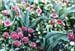 fleurs_rose2