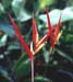 fleurs_rouges
