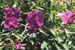 fleurs_violettes