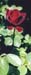 rose_rouge