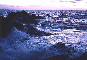 mer_mauve
