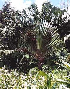 jungle