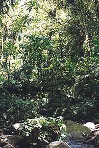 jungle2