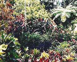 jungle_fleurie3