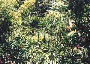 jungle_fleurie4