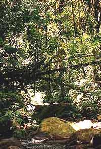 jungle_ruisseau