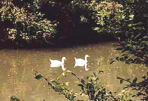 mare_canard