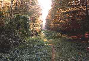 sous_bois3