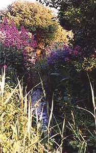 sous_bois_ruisseau