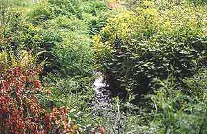 sous_bois_ruisseau2