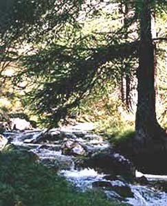 torrent