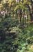 foret