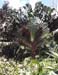 jungle
