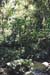 jungle2