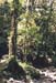 jungle3