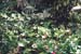 jungle_fleurie