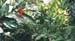 jungle_fleurie2