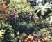 jungle_fleurie3