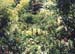jungle_fleurie4