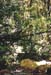 jungle_ruisseau