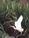oiseau_blanc